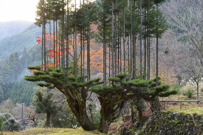 sustainable-japanese-forestry-daisugi-1