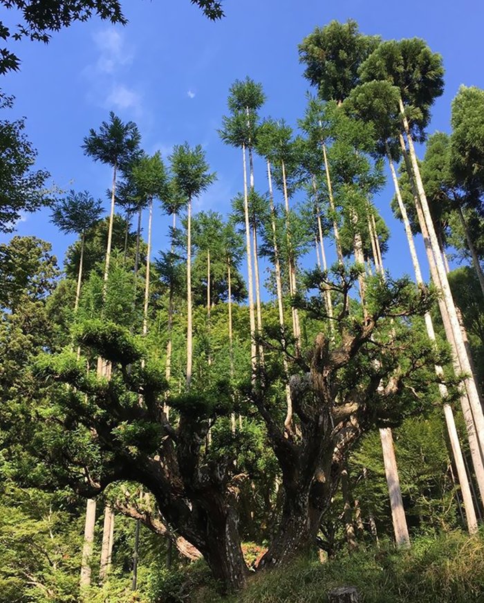 sustainable-japanese-forestry-daisugi-4